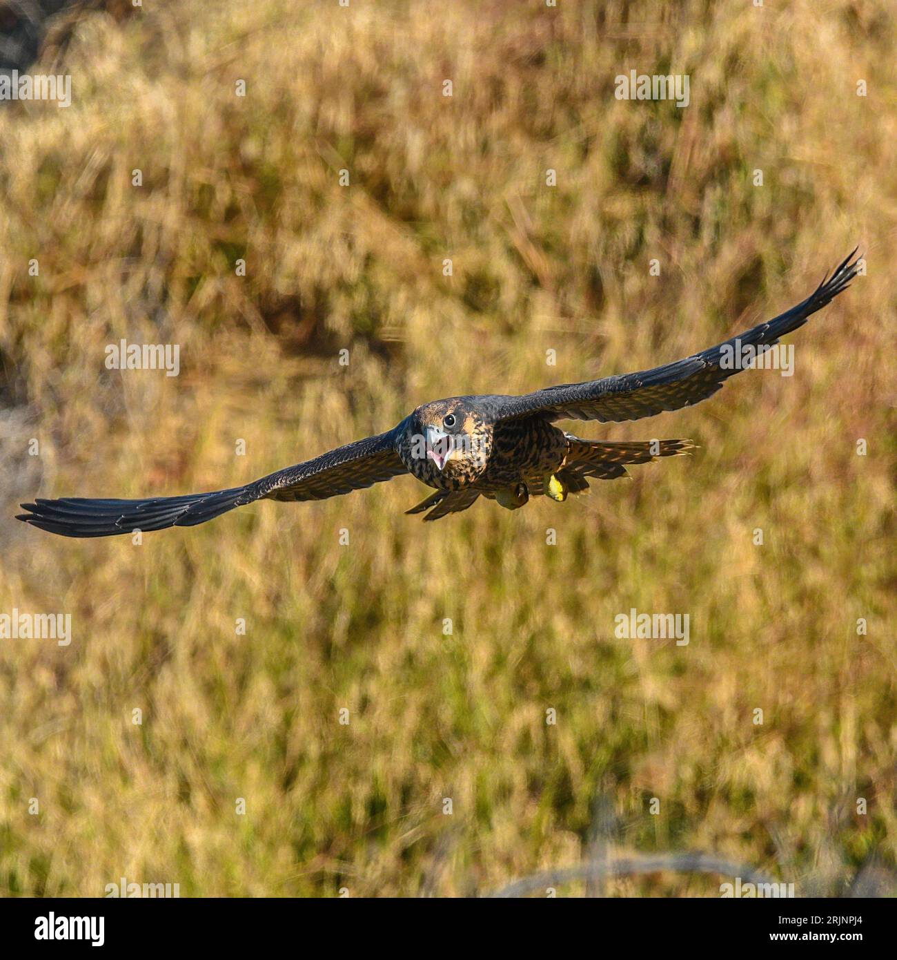 Un majestuoso halcón altai volando por el aire, con el telón de fondo de un exuberante campo verde Foto de stock