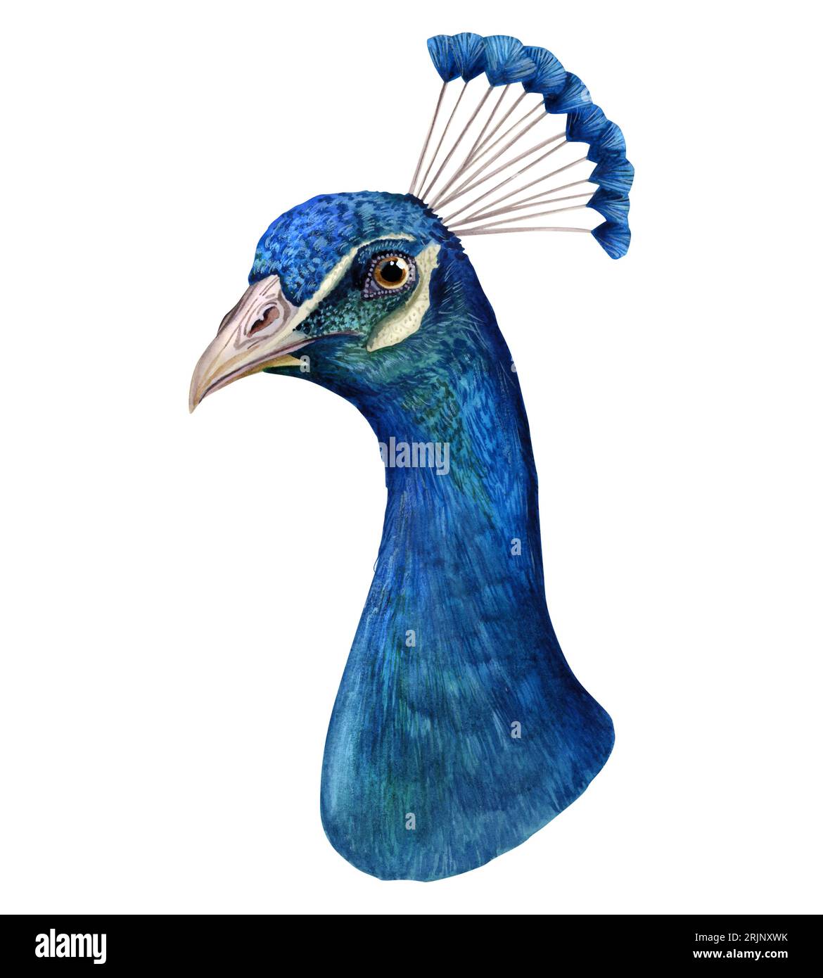 Pluma pájaro pavo pluma pavo real asiático, pluma, pintura de acuarela,  azul, blanco png