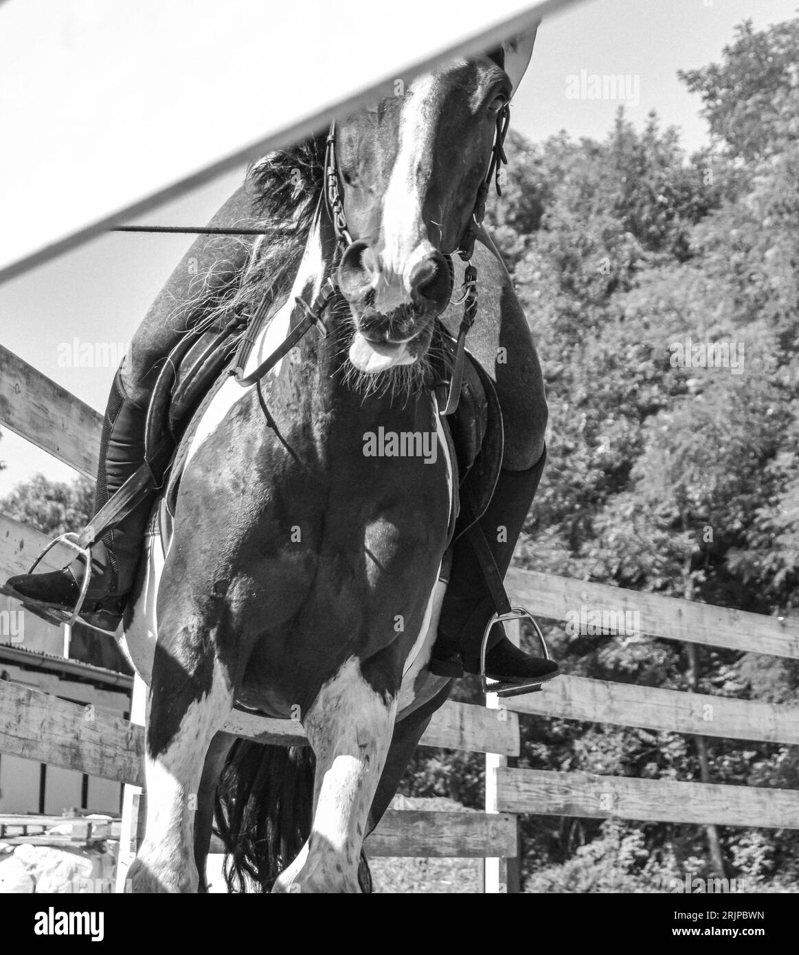 Montar a caballo en el corral blanco y negro Foto de stock