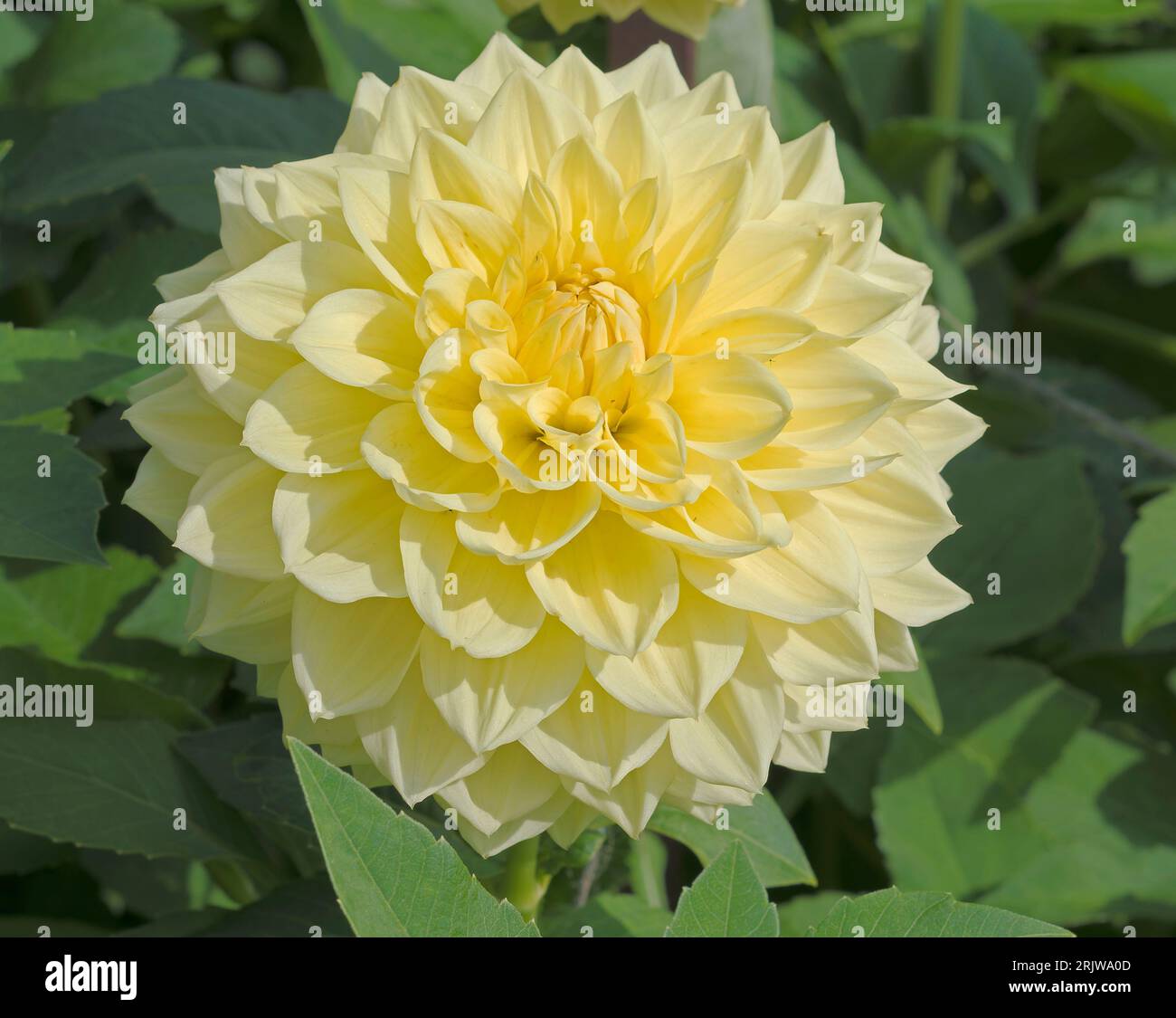 Dahlia, Charlie decorativo mediano 2 amarillo Foto de stock