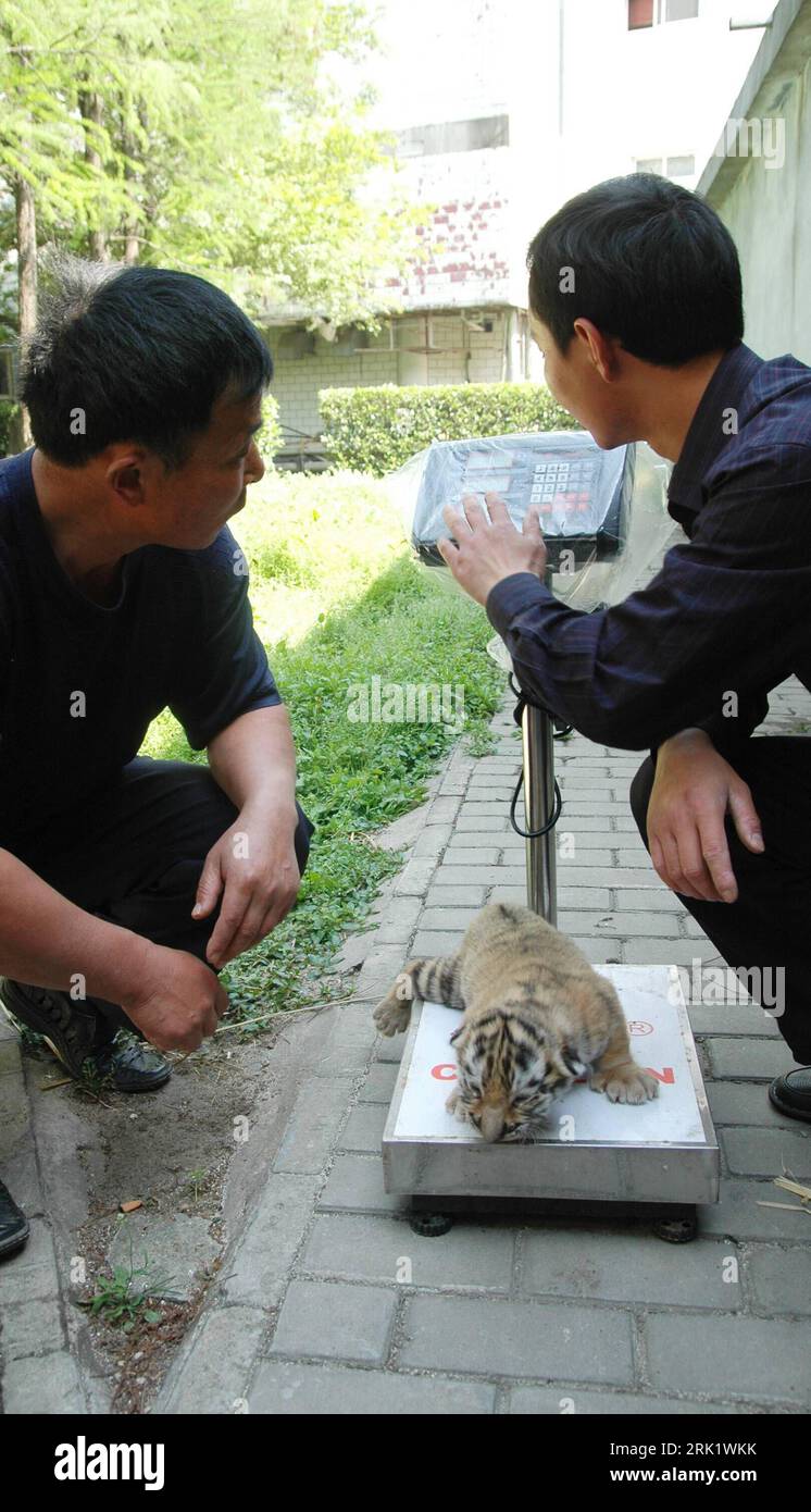 Asia IBS  Año Nuevo Chino 2022 Fecha: 1 de febrero, Signo Animal Tigre