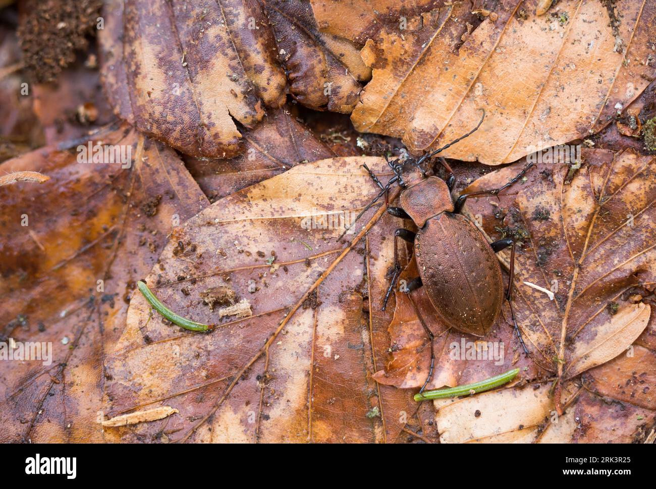 Carabus silvestris - Bergwald-Laufkäfer, Alemania (baden-Württemberg), imago, mujer Foto de stock