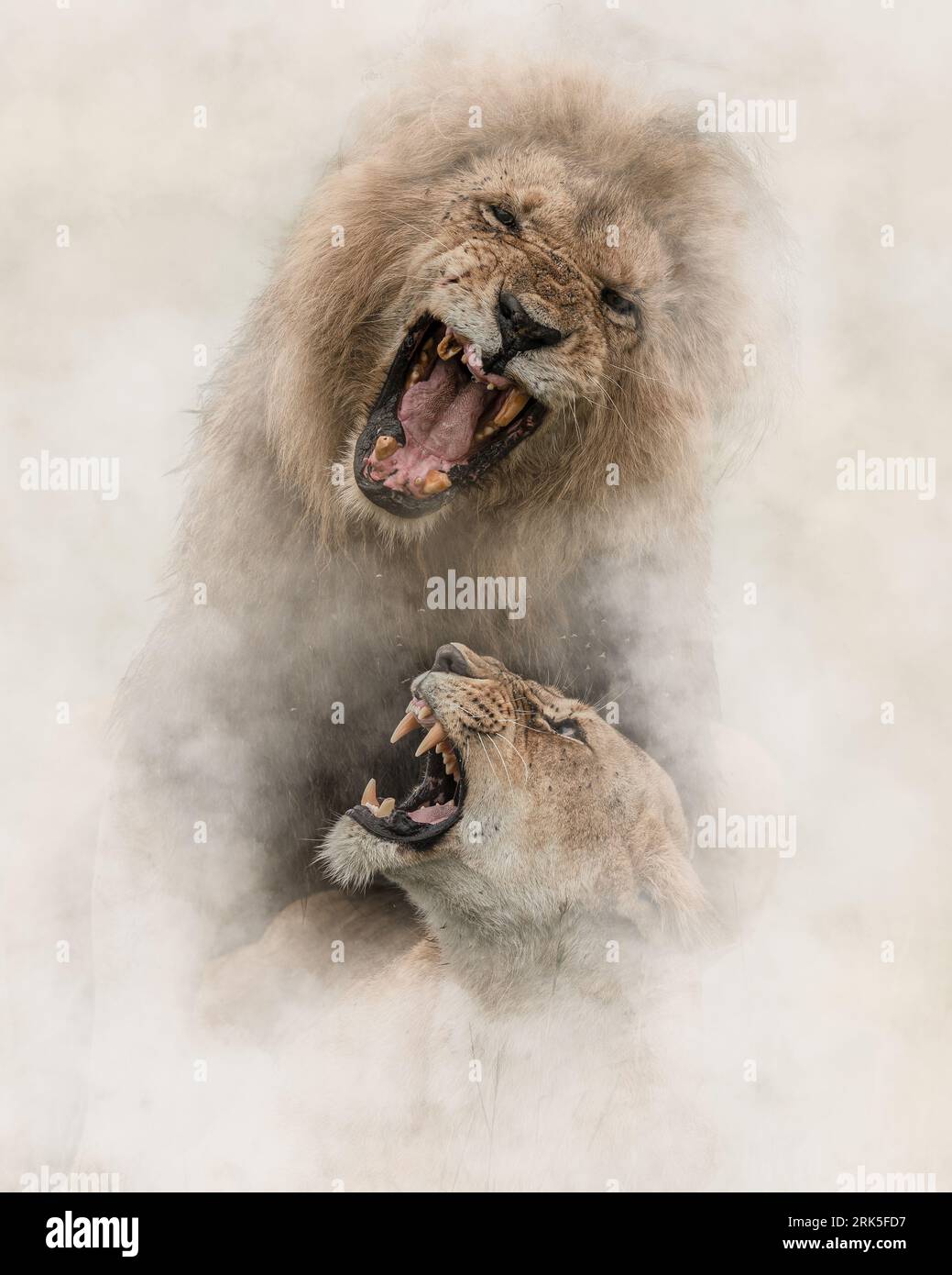 Tiro vertical de dos majestuosos leones con la boca abierta mientras rugen, mostrando sus impresionantes colmillos afilados Foto de stock