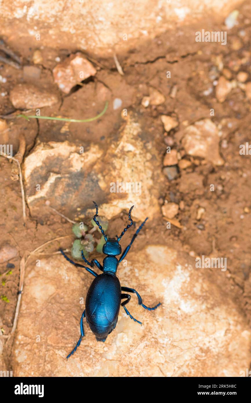 Meloe violaceus - Violet oil beetle - Violetter Ölkäfer, Francia (Alsacia), imago Foto de stock