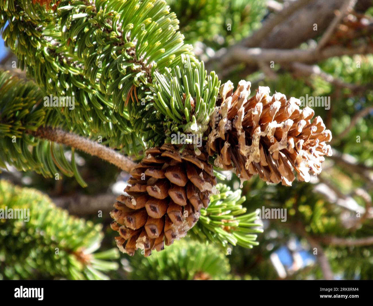 Dos pequeños pinecones en la punta de una rama de un pino de cerdas, Pinus Longaeva, que crecen en las secciones remotas del Parque Nacional Bryce Canyon Foto de stock