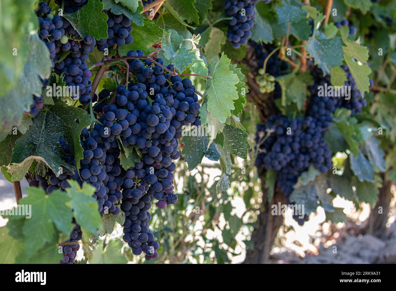 Pámpano fotografías e imágenes de alta resolución - Alamy