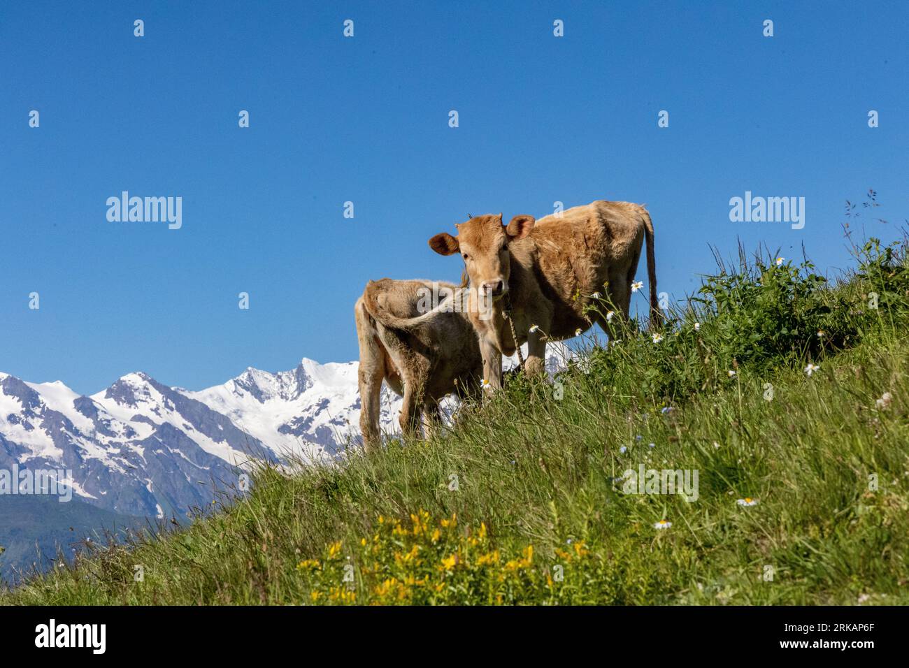 Una vista panorámica de las vacas pastando en una ladera de montaña verde en la región de Svaneti de Georgia Foto de stock