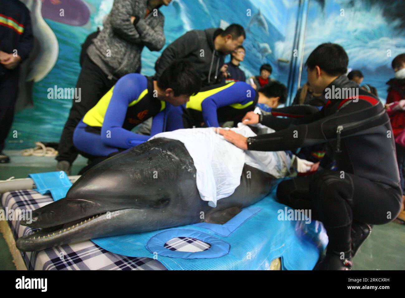 Bildnummer: 54825692 Datum: 17.01.2011 Copyright: Imago/Xinhua (110117) -- NINGBO, 17 de enero de 2011 (Xinhua) -- Los miembros del personal del acuario Ningbo Ocean World miden un delfín recién llegado en Ningbo, provincia de Zhejiang del este de China, 17 de enero de 2011. Tres delfines fueron transportados aquí desde Japón el lunes, y se instalarían en Ningbo Ocean World. Cada uno de los delfines, de 2,2 a 2,5 metros de longitud, pesa más de 200 kilogramos. (Xinhua/Zhang Peijian) (hdt) CHINA-JAPÓN-DOLPHIN-TRANSPORT-ARRIVAL (CN) PUBLICATIONxNOTxINxCHN Gesellschaft Tiere Fotostory Transport Delfin Tiertransport kbdig xub 201 Foto de stock
