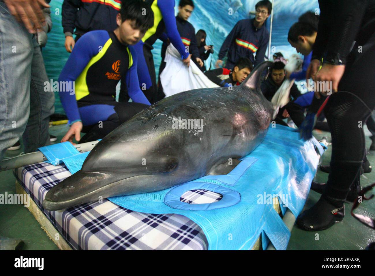 Bildnummer: 54825687 Datum: 17.01.2011 Copyright: Imago/Xinhua (110117) -- NINGBO, 17 de enero de 2011 (Xinhua) -- Los miembros del personal del acuario Ningbo Ocean World miden un delfín recién llegado en Ningbo, provincia de Zhejiang del este de China, 17 de enero de 2011. Tres delfines fueron transportados aquí desde Japón el lunes, y se instalarían en Ningbo Ocean World. Cada uno de los delfines, de 2,2 a 2,5 metros de longitud, pesa más de 200 kilogramos. (Xinhua/Zhang Peijian) (hdt) CHINA-JAPÓN-DOLPHIN-TRANSPORT-ARRIVAL (CN) PUBLICATIONxNOTxINxCHN Gesellschaft Tiere Fotostory Transport Delfin Tiertransport kbdig xub 201 Foto de stock