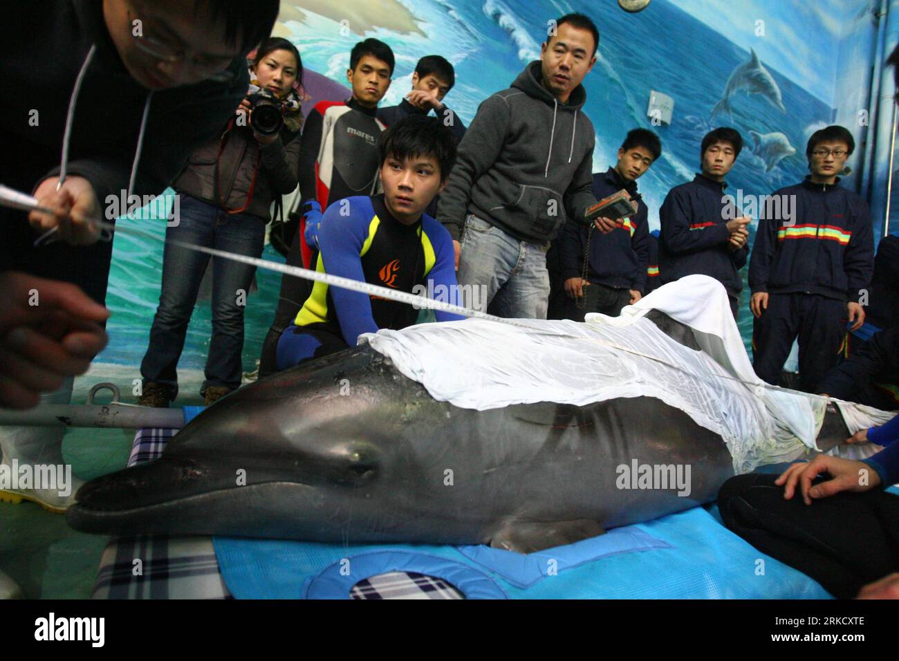 Bildnummer: 54825693 Datum: 17.01.2011 Copyright: Imago/Xinhua (110117) -- NINGBO, 17 de enero de 2011 (Xinhua) -- Los miembros del personal del acuario Ningbo Ocean World miden la longitud de un delfín recién llegado en Ningbo, provincia de Zhejiang del este de China, 17 de enero de 2011. Tres delfines fueron transportados aquí desde Japón el lunes, y se instalarían en Ningbo Ocean World. Cada uno de los delfines, de 2,2 a 2,5 metros de longitud, pesa más de 200 kilogramos. (Xinhua/Zhang Peijian) (hdt) CHINA-JAPÓN-DOLPHIN-TRANSPORT-ARRIVAL (CN) PUBLICATIONxNOTxINxCHN Gesellschaft Tiere Fotostory Transport Delfin Tiertransport Foto de stock