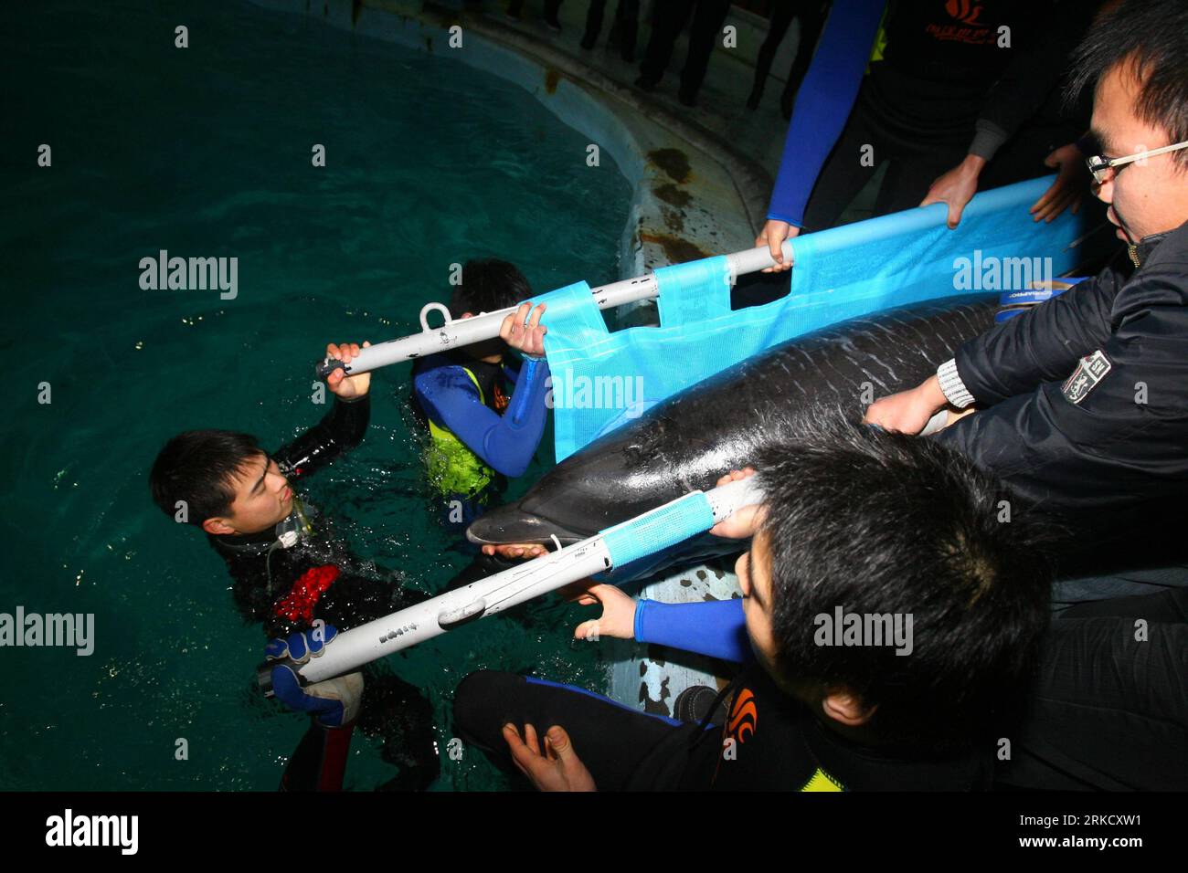 Bildnummer: 54825689 Datum: 17.01.2011 Copyright: Imago/Xinhua (110117) -- NINGBO, 17 de enero de 2011 (Xinhua) -- Los miembros del personal del acuario Ningbo Ocean World llevan un delfín recién llegado a una piscina en Ningbo, provincia de Zhejiang del este de China, 17 de enero de 2011. Tres delfines fueron transportados aquí desde Japón el lunes, y se instalarían en Ningbo Ocean World. Cada uno de los delfines, de 2,2 a 2,5 metros de longitud, pesa más de 200 kilogramos. (Xinhua/Zhang Peijian) (hdt) CHINA-JAPÓN-DOLPHIN-TRANSPORT-ARRIVAL (CN) PUBLICATIONxNOTxINxCHN Gesellschaft Tiere Fotostory Transport Delfin Tiertransport kbdig Foto de stock