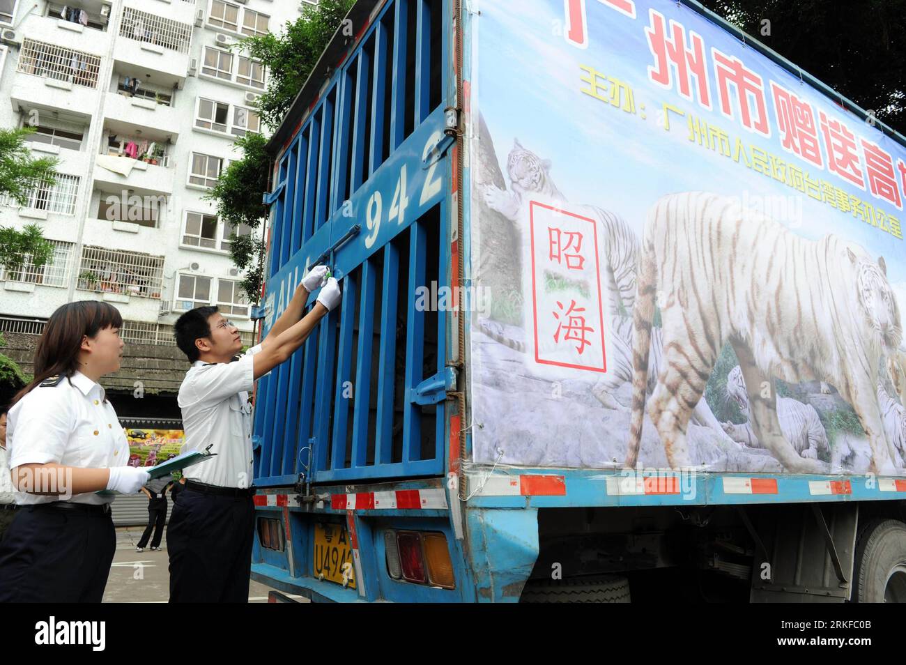 Bildnummer: 55395731 Datum: 25.05.2011 Copyright: Imago/Xinhua (110525) -- GUANGZHOU , 25 de mayo de 2011 (Xinhua) -- Un inspector de cuarentena cierra el carro de la camioneta cargada con los tigres blancos Zhaohai y Huanle en Guangzhou, provincia de Guangdong del sur de China, 25 de mayo de 2011. Dos tigres blancos, ambos de cuatro años de edad, fueron transportados por avión a Kaohsiung en el sureste de China, Taiwán el miércoles. Los raros tigres fueron donados por el gobierno de Guangzhou. (Xinhua/Liu Dawei) (ljh) CHINA-GUANGZHOU-KAOHSIUNG -RARE TIGERS (CN) PUBLICATIONxNOTxINxCHN Transporte de TIERROS de tigre Kbdig xub 2011 quer Foto de stock