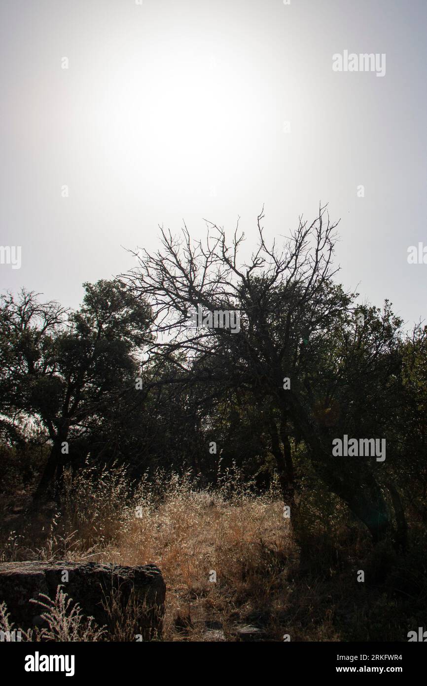 Árbol seco por el sol debido a las altas temperaturas y la sequía extrema Foto de stock