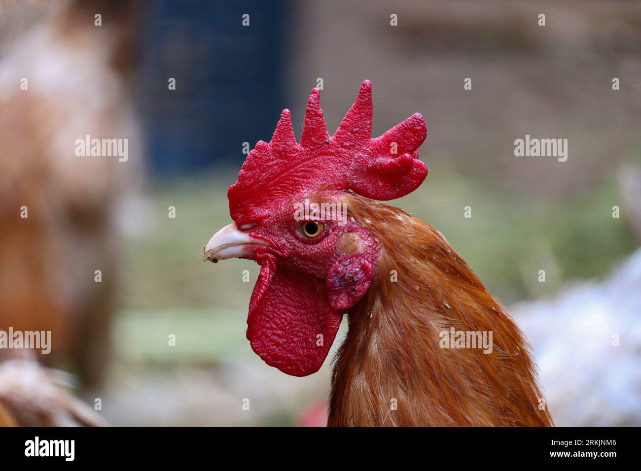 pollo doméstico con cresta roja Foto de stock