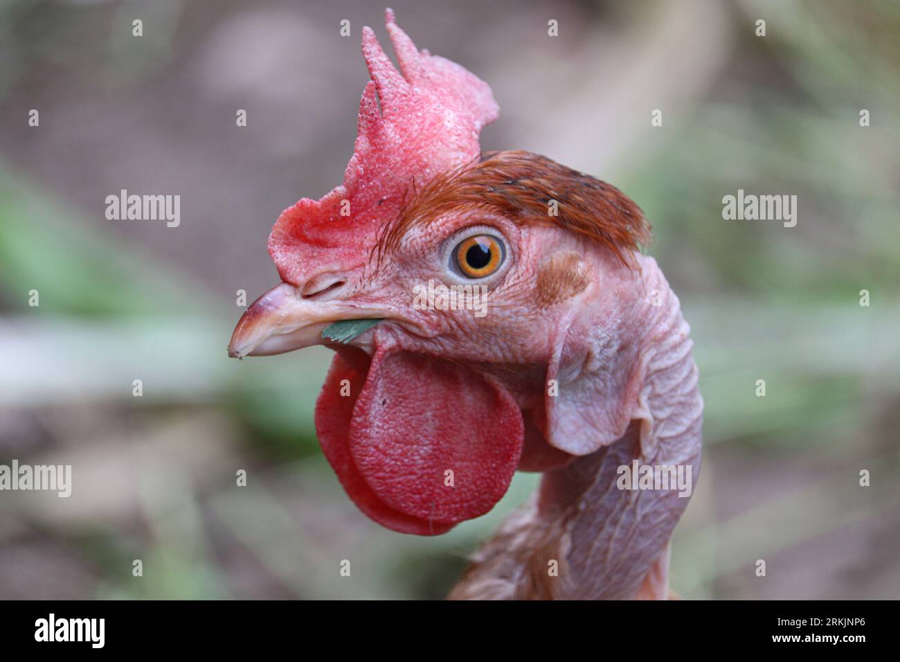 pollo doméstico con cresta roja Foto de stock