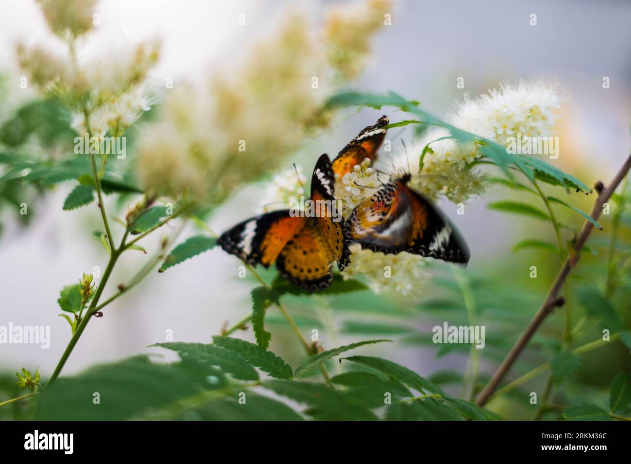 mariposas coloridas - la naturaleza es hermosa Foto de stock