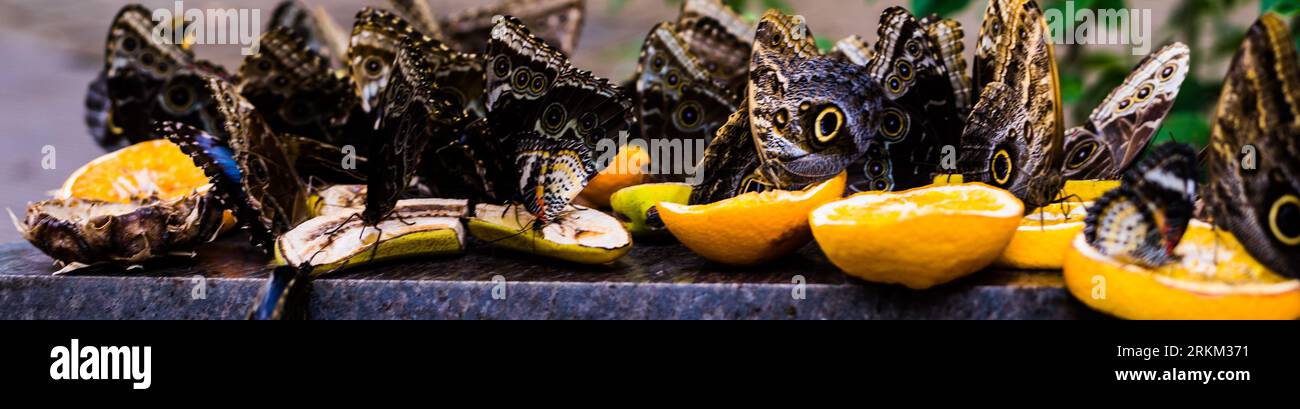 mariposas coloridas - la naturaleza es hermosa Foto de stock