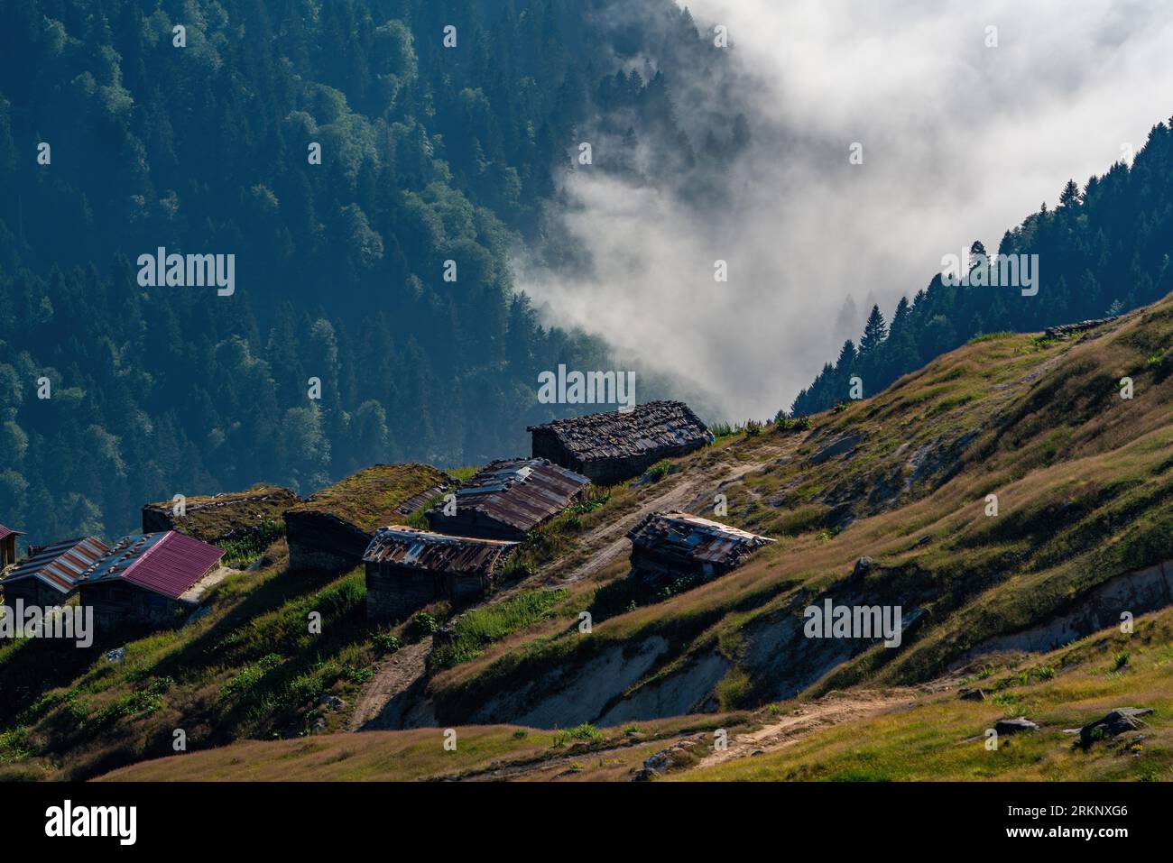 Coníferas de hoja perenne y casas de Yayla en una ladera de montaña boscosa en un valle bajo niebla en Turquía Foto de stock