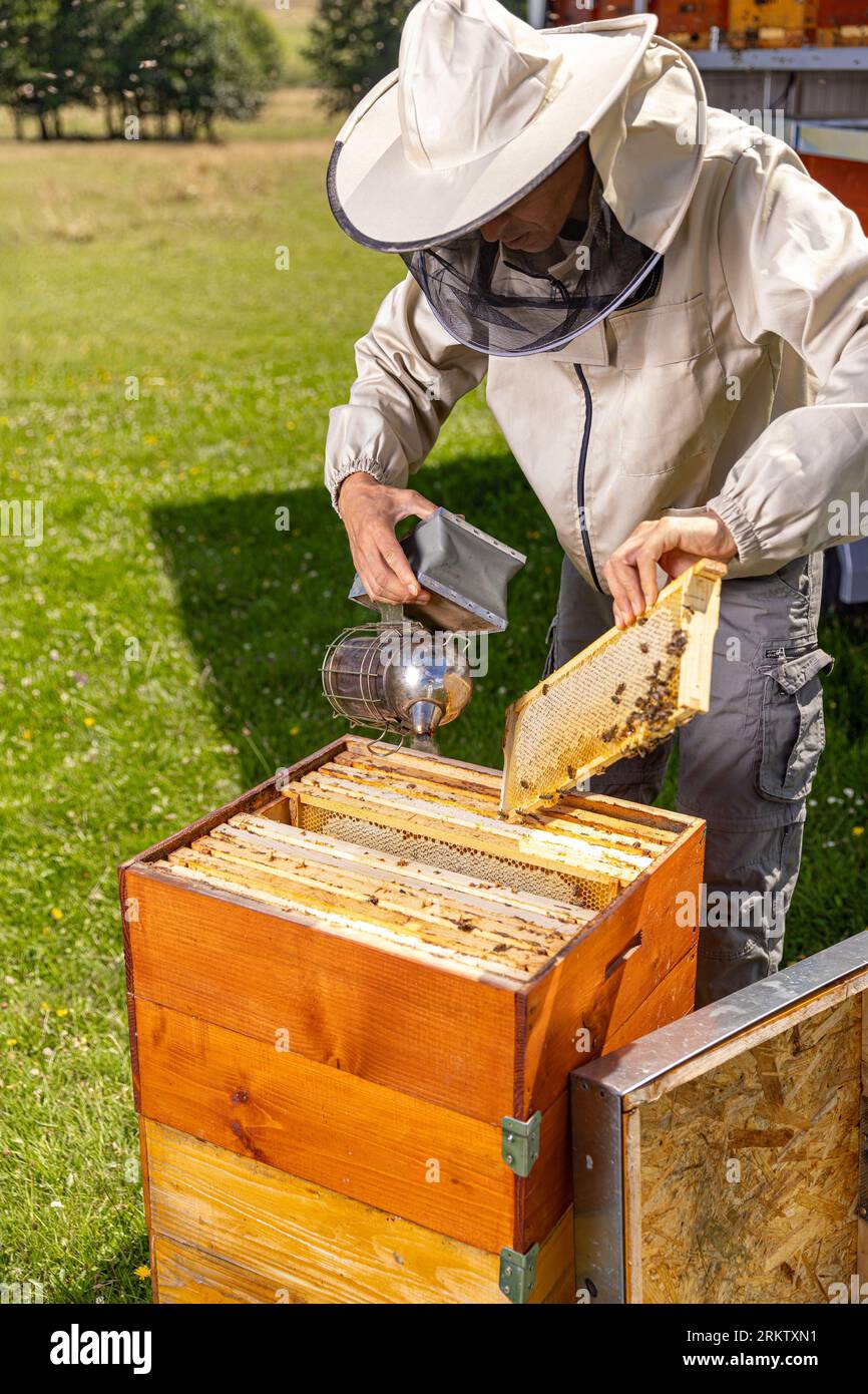 Apicultor en el trabajo: Un apicultor que utiliza el fumador de abejas para extraer el marco y controlar cómo procede el trabajo de las abejas Foto de stock