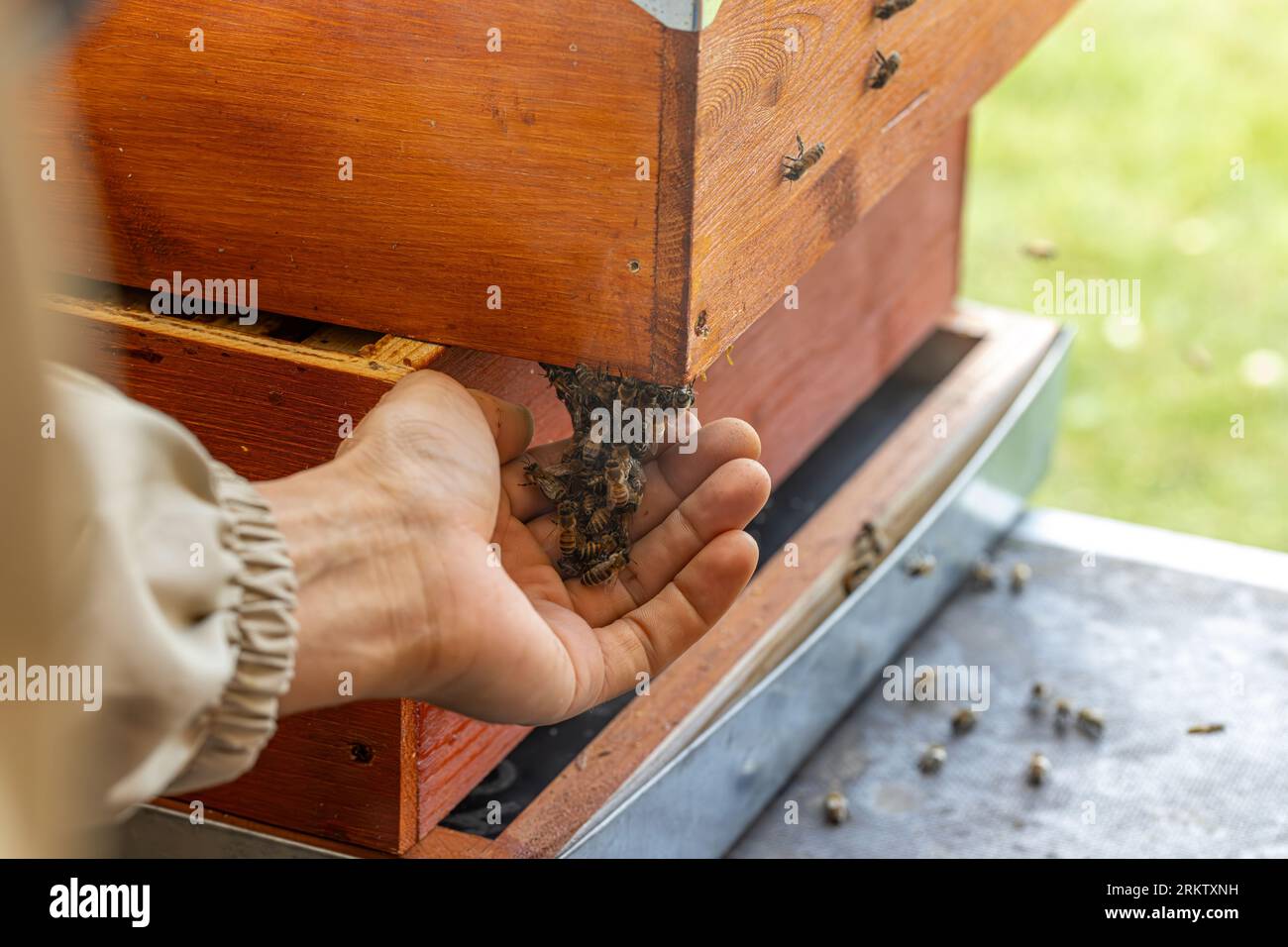Beekeeper trabaja con abejas en el jardín. Concepto de apiario Foto de stock
