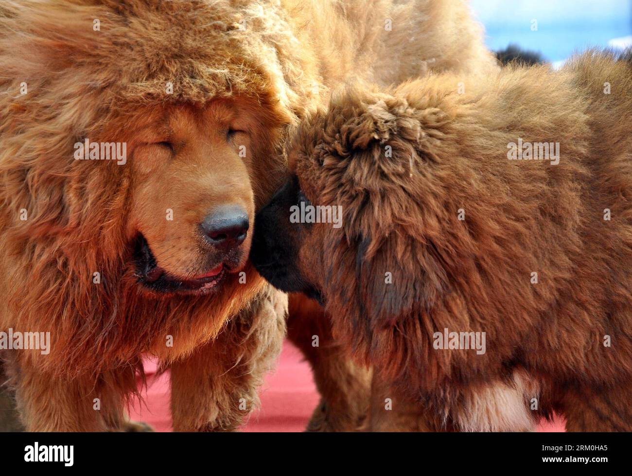 son mastines tibetanos ruidosos