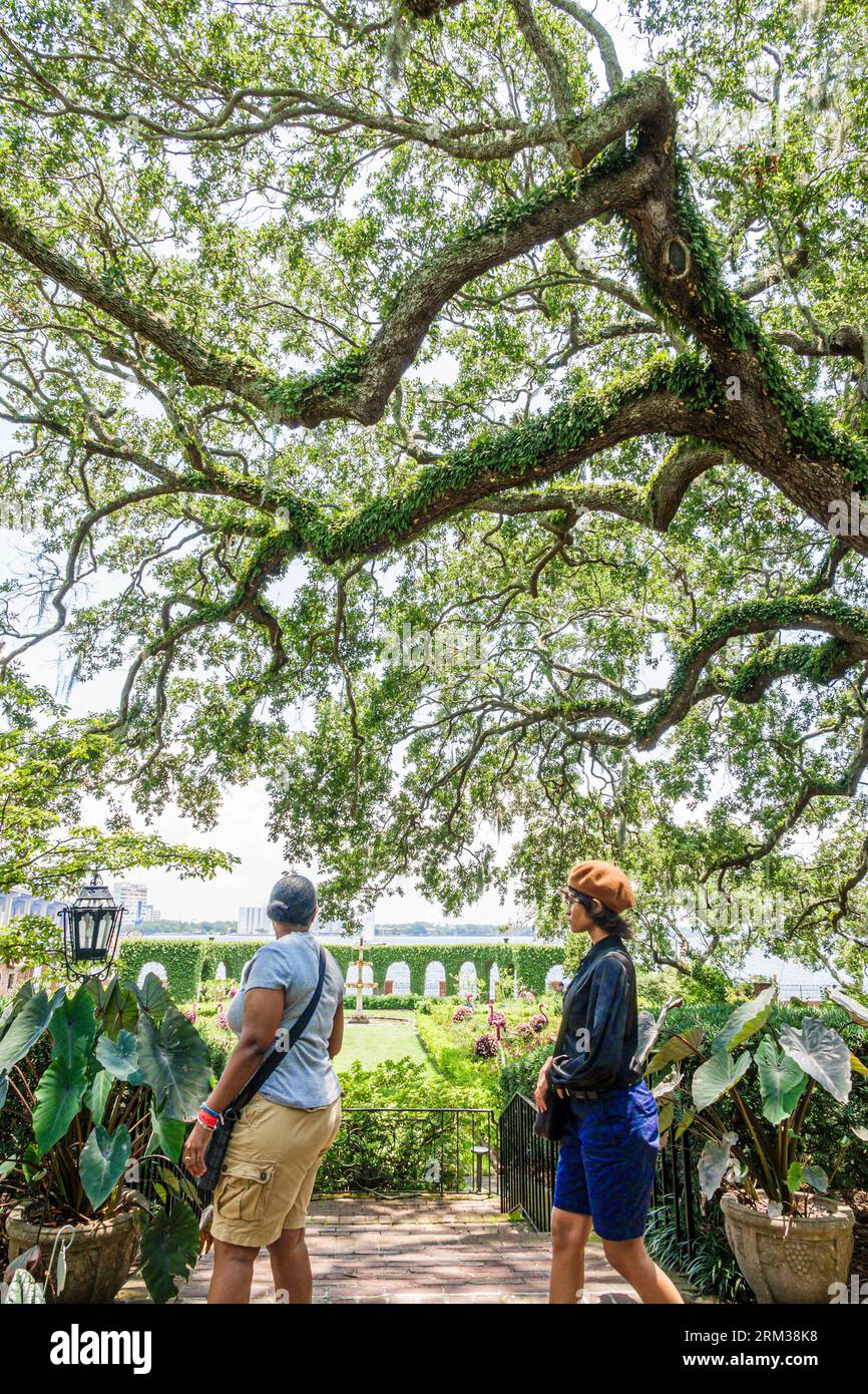 Jacksonville, Florida, Cummer Museum of Art & Gardens, Lower Lawn English Garden a lo largo de St Río Johns, ramas de roble vivo, negro africano, étnico Foto de stock