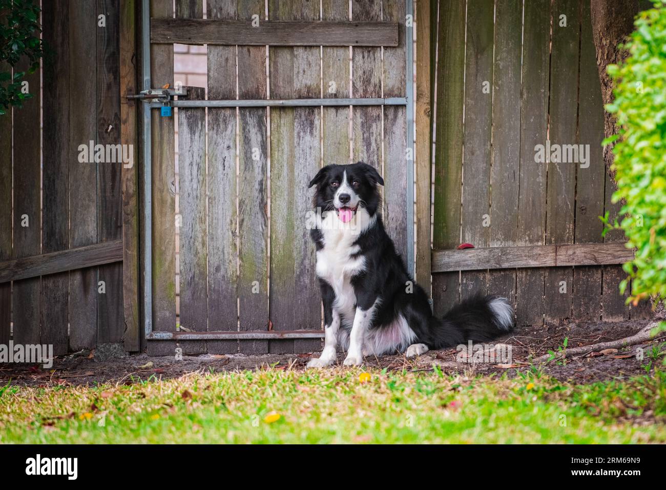 Border Collie cachorro sentado en el patio trasero junto a una puerta de madera y una valla Foto de stock