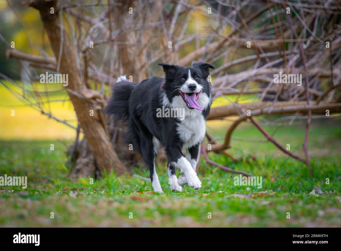 Frontera Collie cachorro corriendo en la hierba en el parque Foto de stock
