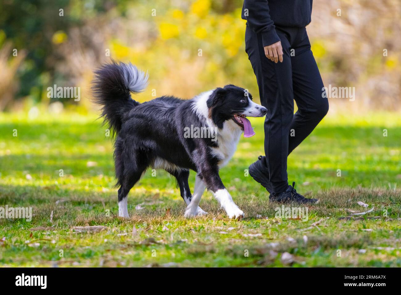 Border Collie cachorro jugando con una señora dueña en el parque Foto de stock