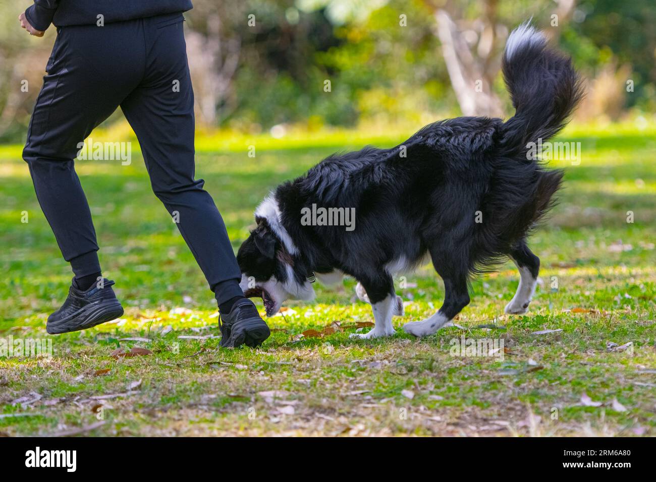 Border Collie cachorro jugando con una señora dueña en el parque Foto de stock