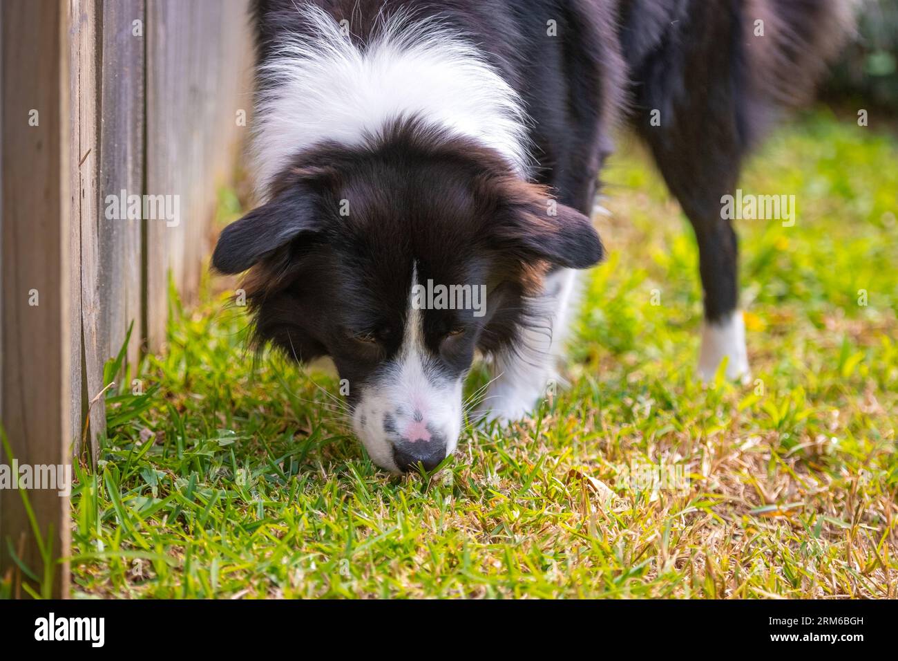 Border Collie cachorro caminando y oliendo la hierba en el parque Foto de stock