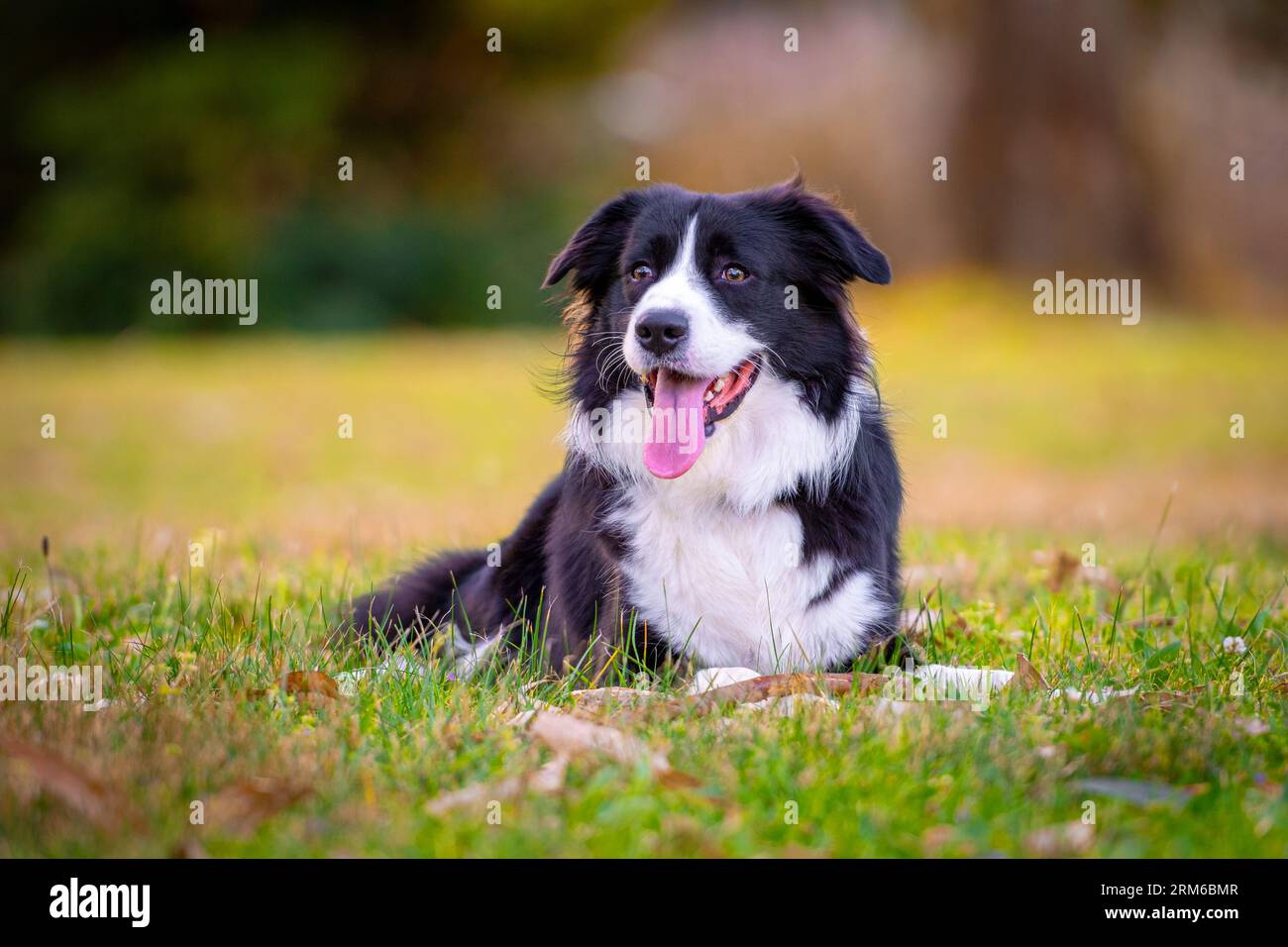 Retrato de un hermoso cachorro de Border Collie acostado en la hierba en el parque Foto de stock