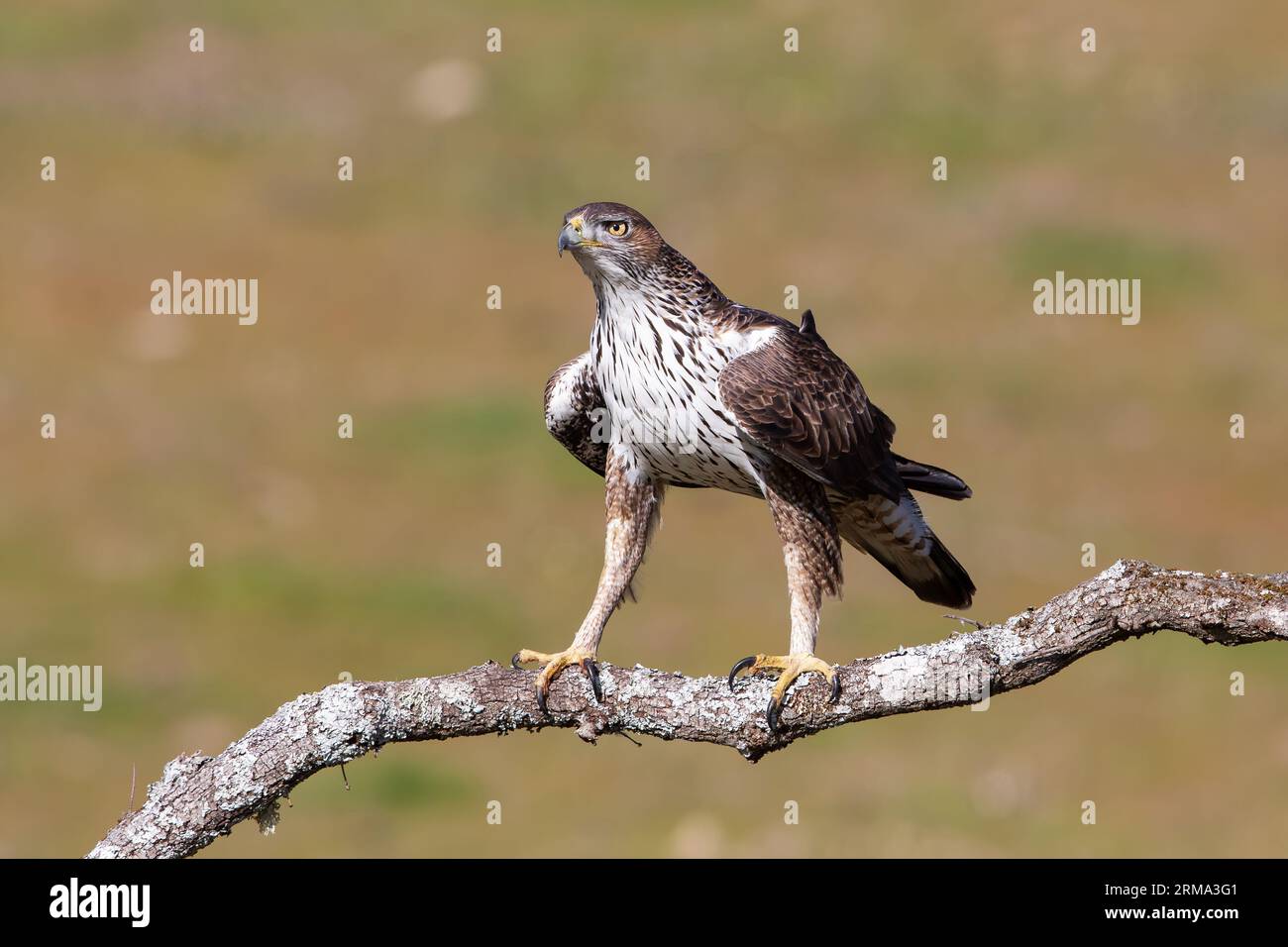 El águila de Bonelli (Aquila fasciata) primer plano encaramado en una rama Foto de stock