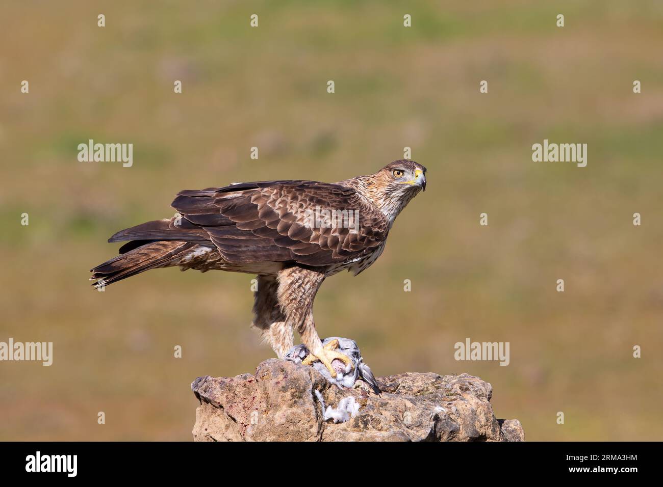 El águila de Bonelli (Aquila fasciata) encaramado en una roca con su presa Foto de stock