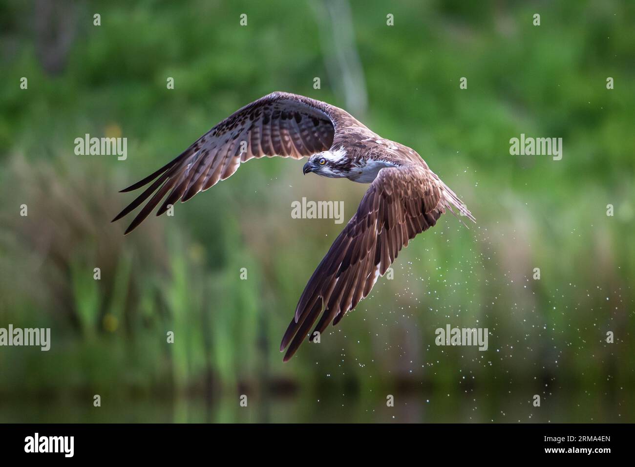 Águila pescadora (Pandion haliaetus) en vuelo Foto de stock