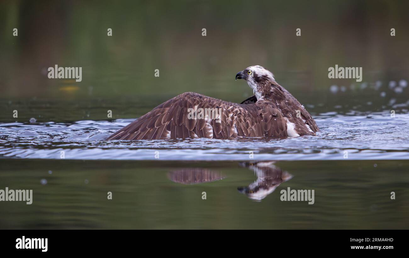 Águila pescadora (Pandion haliaetus) en el agua Foto de stock