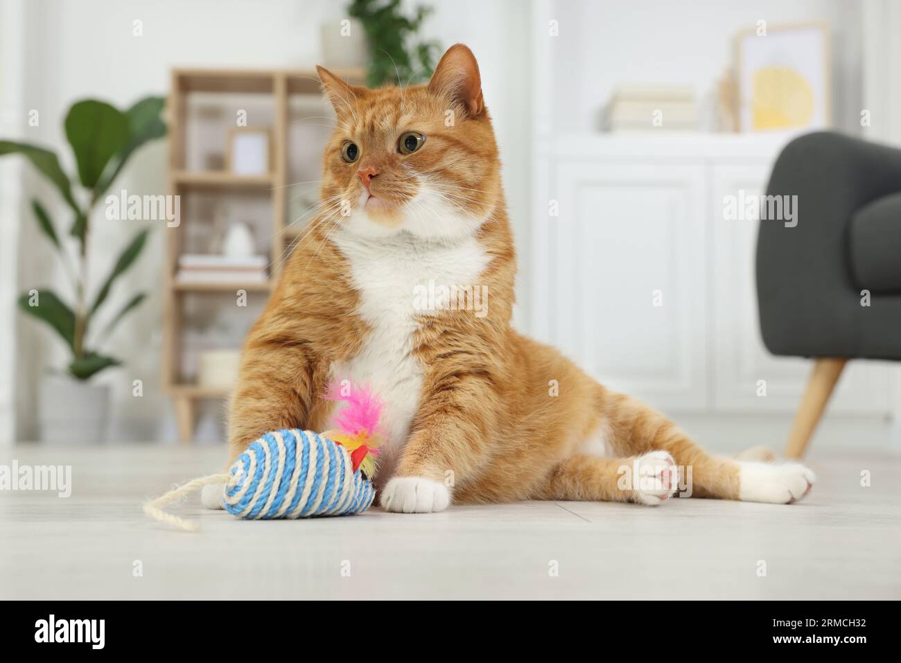 Gato lindo del jengibre jugando con el ratón del juguete del sisal en casa Foto de stock