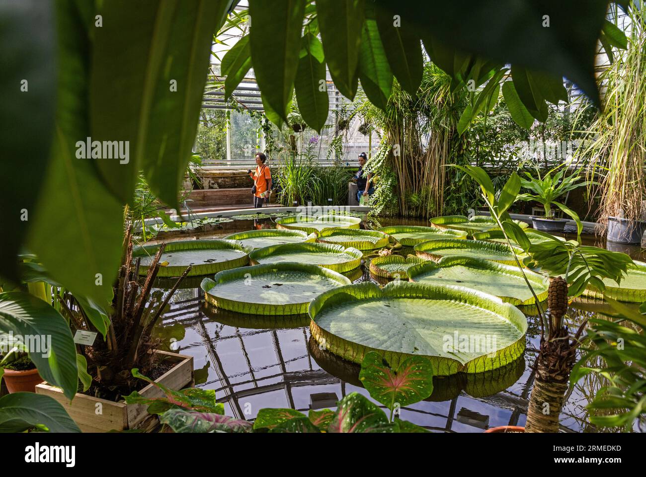 El Jardín Botánico de la Universidad de Uppsala (en sueco: Botaniska trädgården), cerca del Castillo de Uppsala, es el principal jardín botánico perteneciente a la Universidad de Uppsala. En la imagen: El invernadero tropical. Foto de stock