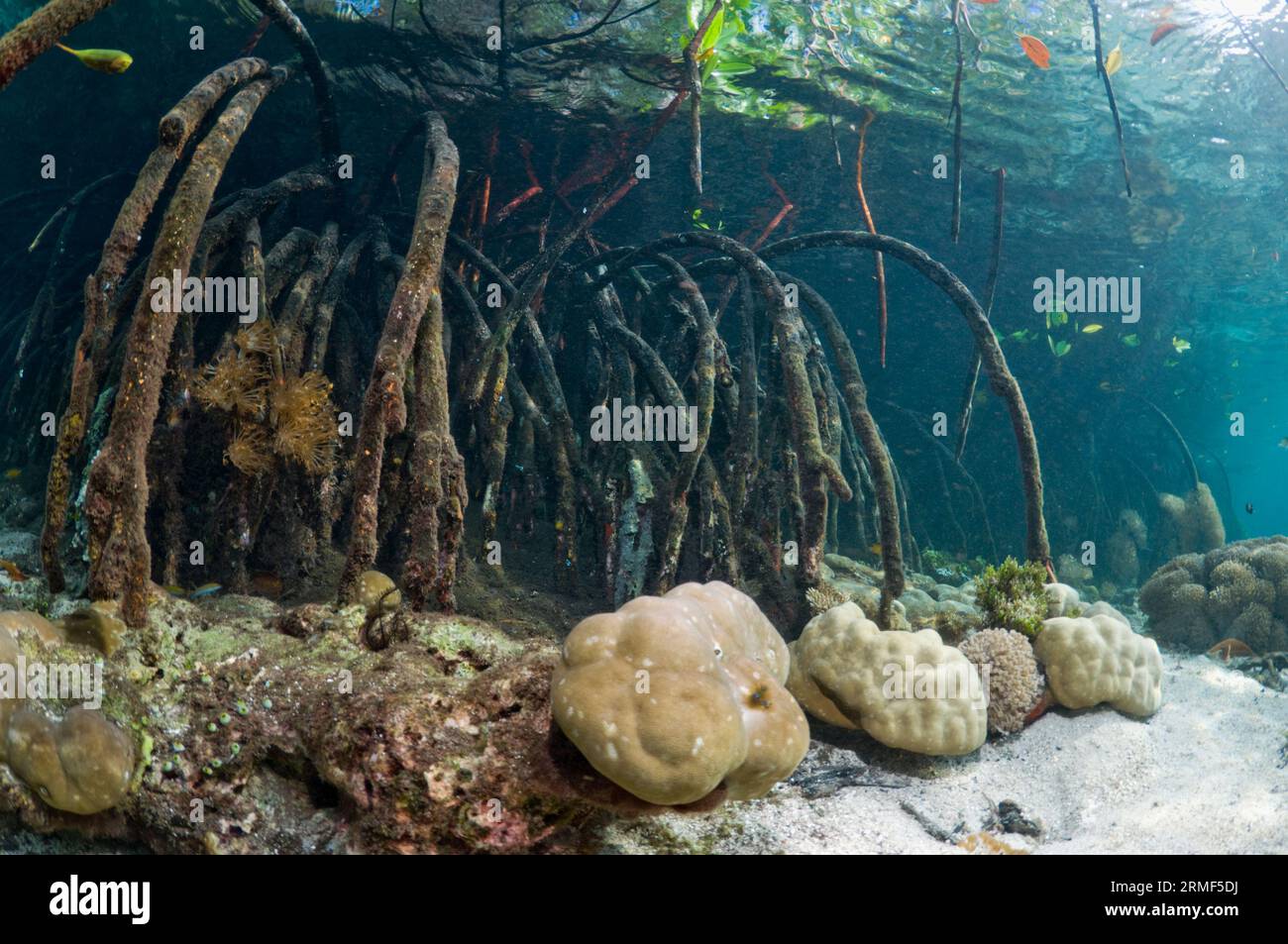 Raíces de manglar (Rhizophora sp.) en el borde del arrecife de coral. Invertebrados que crecen debajo y en las raíces. Raja Ampat, Indonesia. Foto de stock