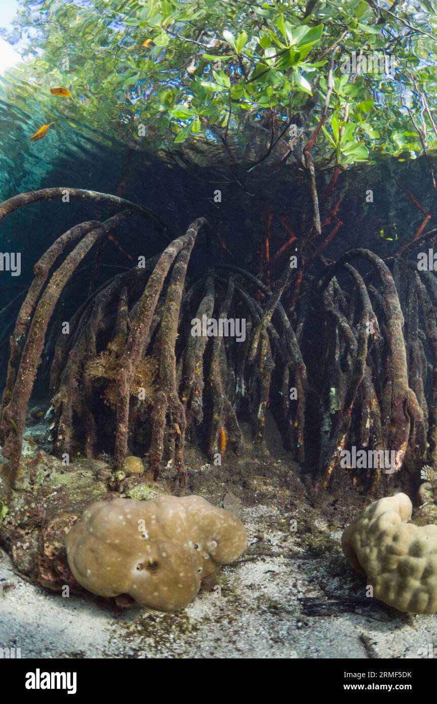 Manglar (Rhizophora sp.) en el borde del arrecife de coral. Invertebrados que crecen debajo y en las raíces. Raja Ampat, Indonesia. Foto de stock