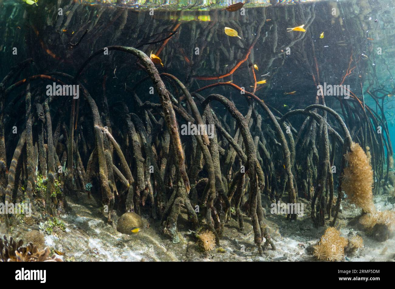 Manglar (Rhizophora sp.) en el borde del arrecife de coral. Invertebrados que crecen debajo y en las raíces. Raja Ampat, Indonesia. Foto de stock