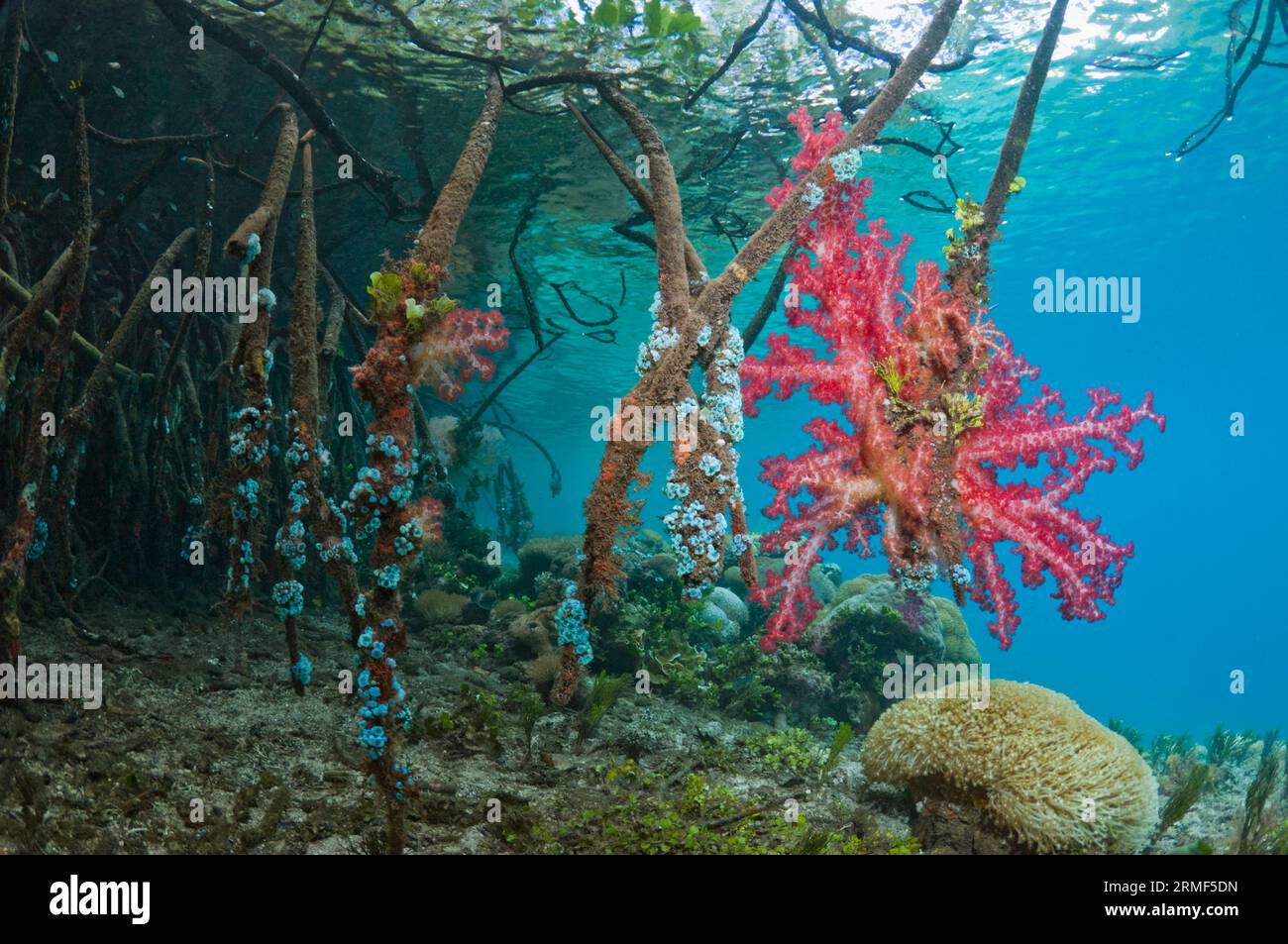 Manglar (Rhizophora sp.) raíces en el borde del arrecife de coral. Invertebrados y coral blando que crecen en las raíces. Raja Ampat, Indonesia. Foto de stock