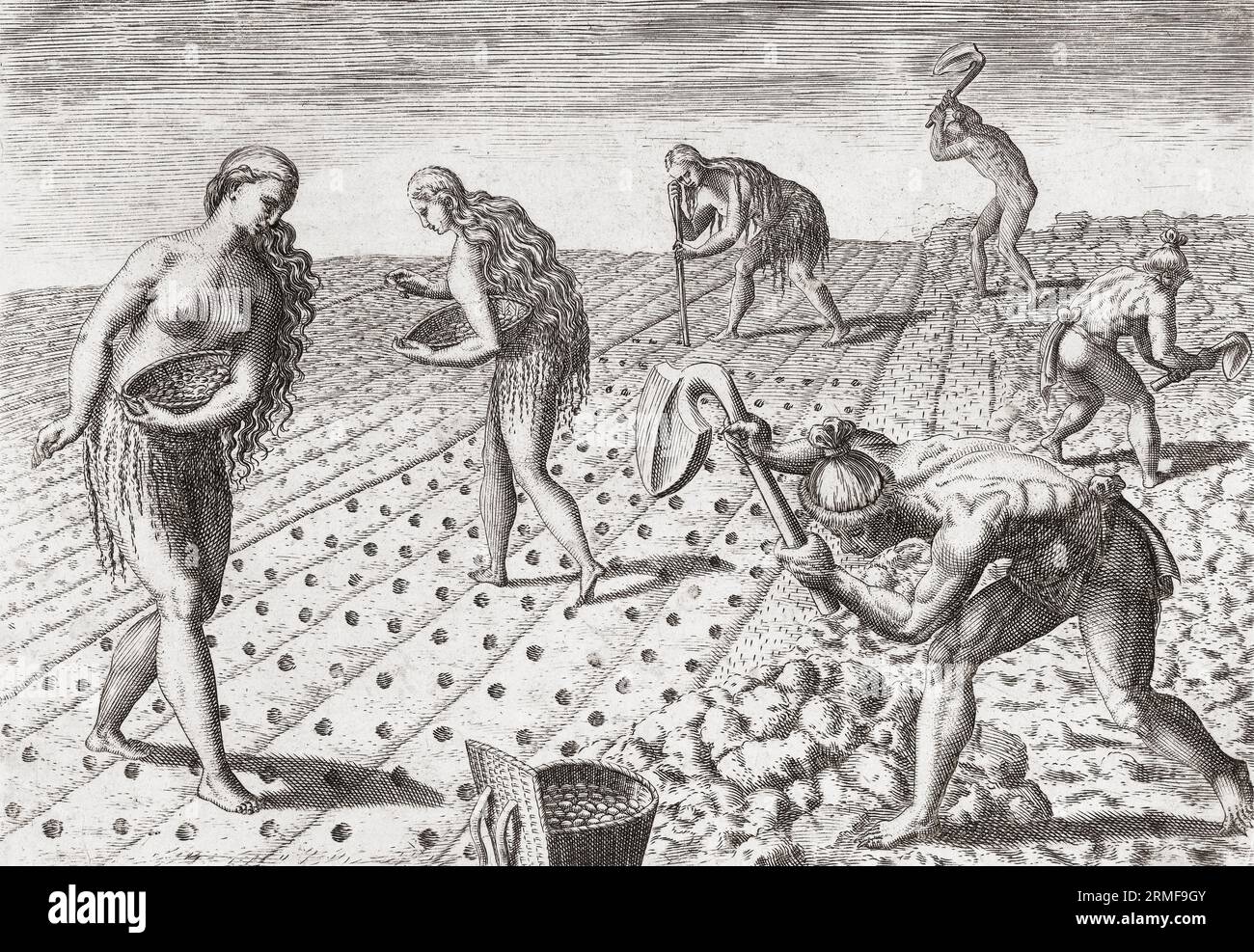Los nativos americanos, tanto hombres como mujeres, cultivan el suelo y plantan semillas. Después de una obra de finales del siglo XVI de Theodor de Bry. Foto de stock