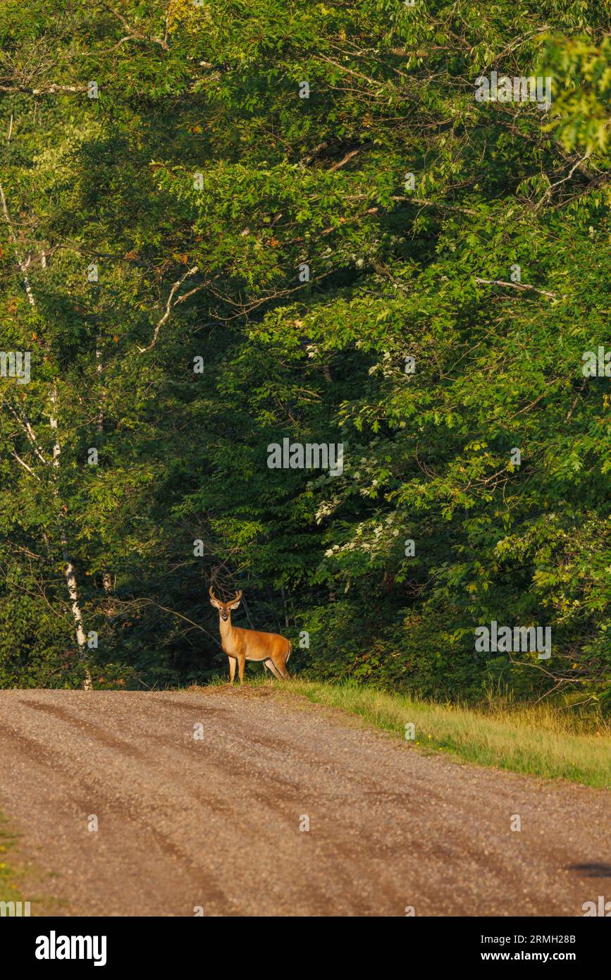 Buck de cola blanca en el lado de un camino de grava en el norte de Wisconsin. Foto de stock