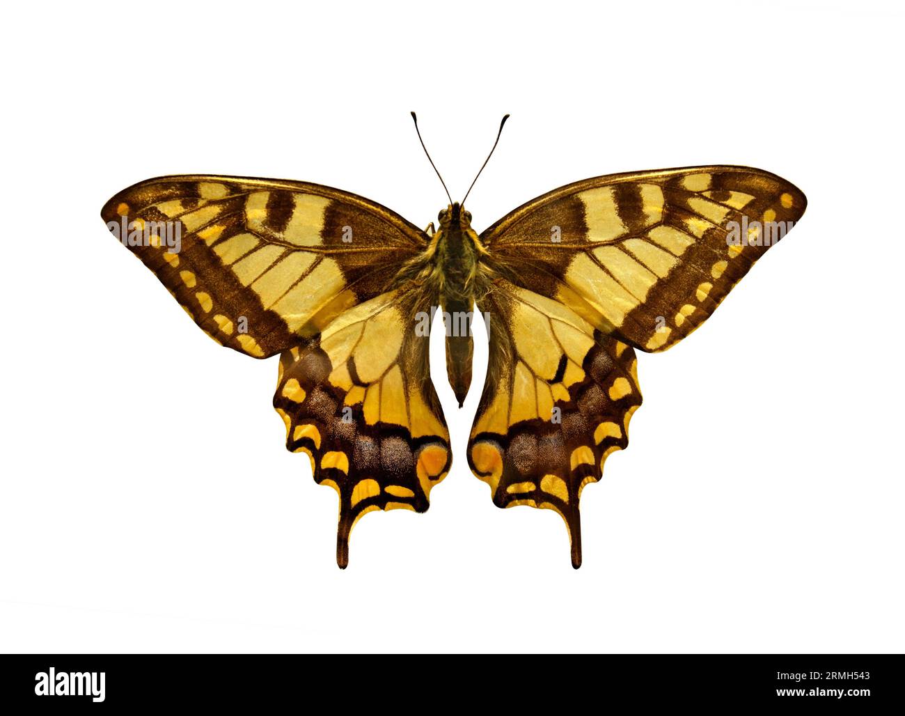 Viejo mundo Swallowtail Butterfly (Papilio Machaon), aislado en blanco. Objeto con ruta de recorte. Foto de stock