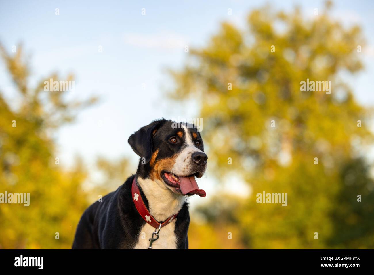 Un feliz Gran perro de montaña suizo con un collar rojo y correa, mirando hacia fuera en la distancia. Foto de stock