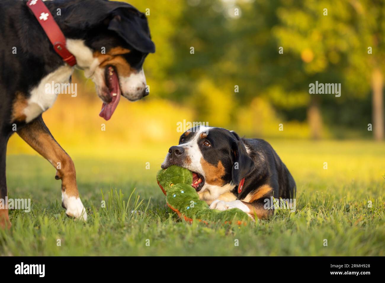 Un perro de montaña suizo mastica un juguete mientras que otro trata de tomarlo Foto de stock