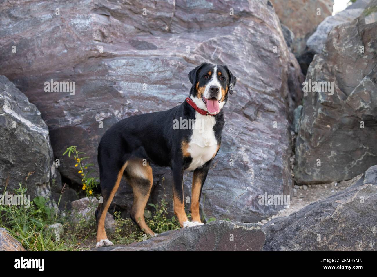 Un feliz perro de montaña suizo en su elemento Foto de stock