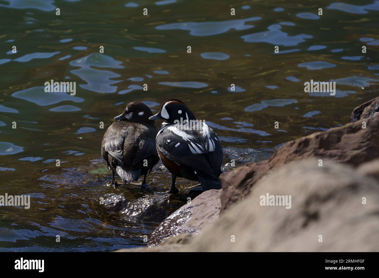 Histrionicus histrionicus Familia Anatidae género Histrionicus Harlequin pato naturaleza salvaje fotografía de aves, imagen, papel pintado Foto de stock