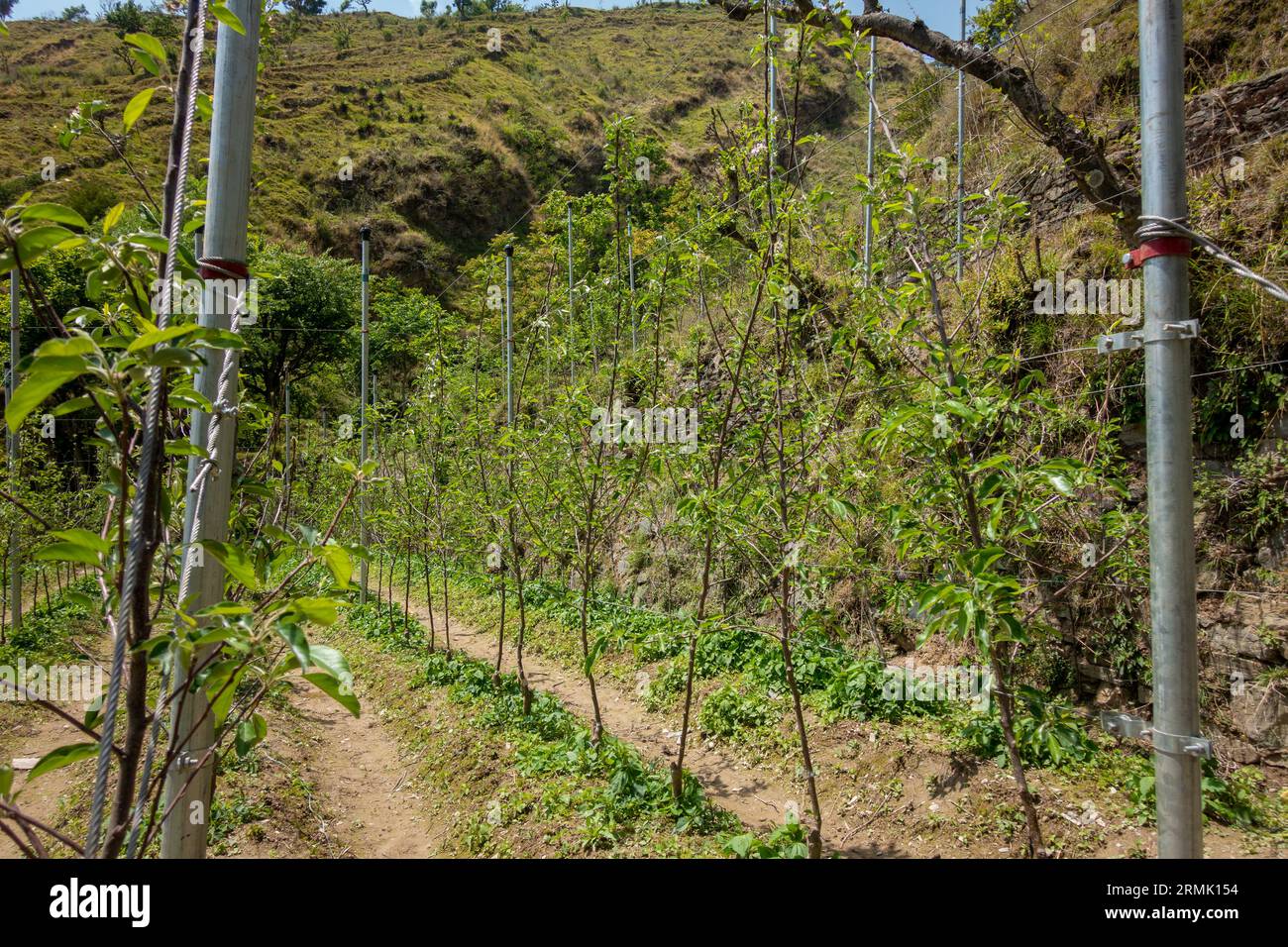 Huertos de manzanas en las laderas de Uttarakhand en Tehri Garhwal, con técnicas avanzadas de cultivo. Explore el cultivo técnico en medio de un paisaje impresionante Foto de stock